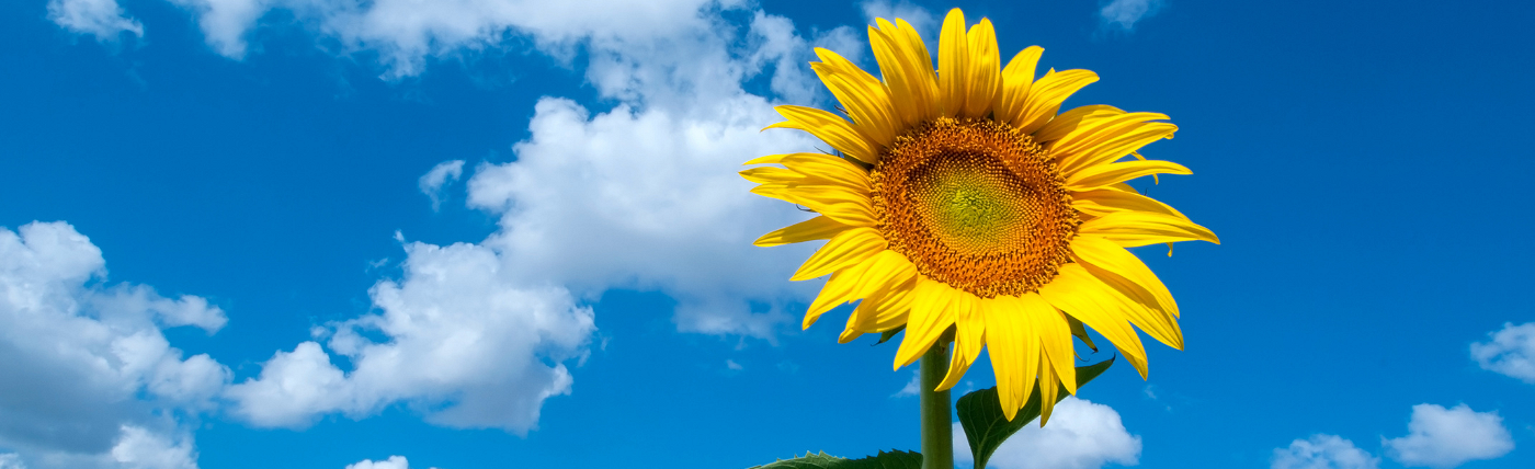 Sunflower Marketing - Outsource your Marketing